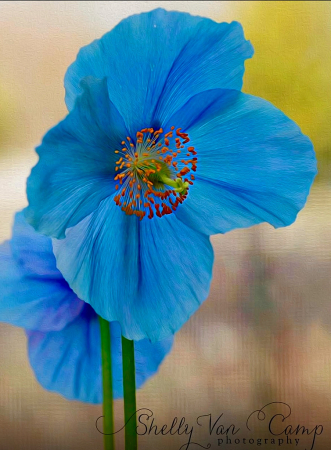 Blue Poppy