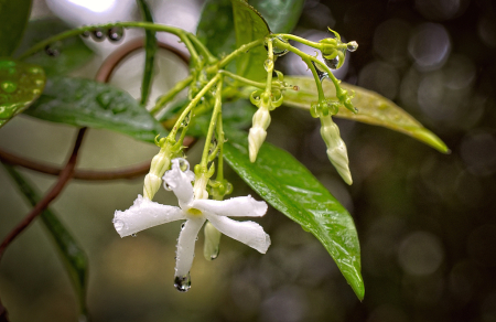 Starry Jasmine