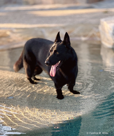 Bear Takes A Dip 