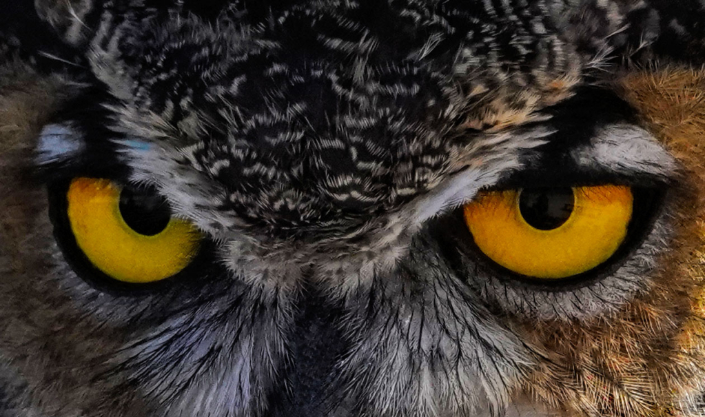 Owl Eyes