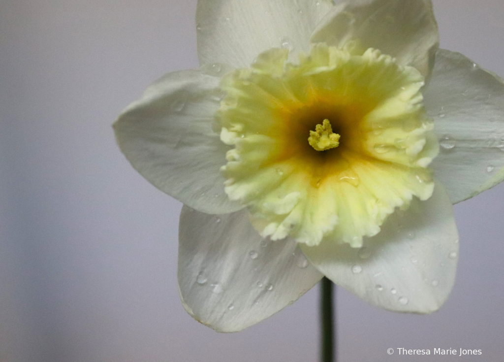 Daffodil - ID: 16111056 © Theresa Marie Jones