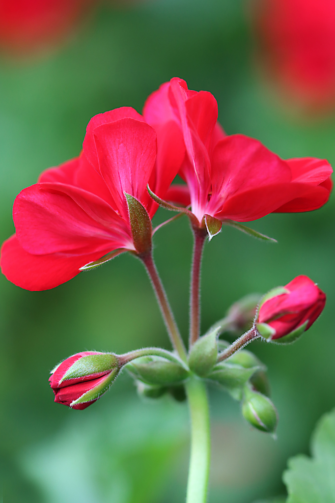 Red Geranium