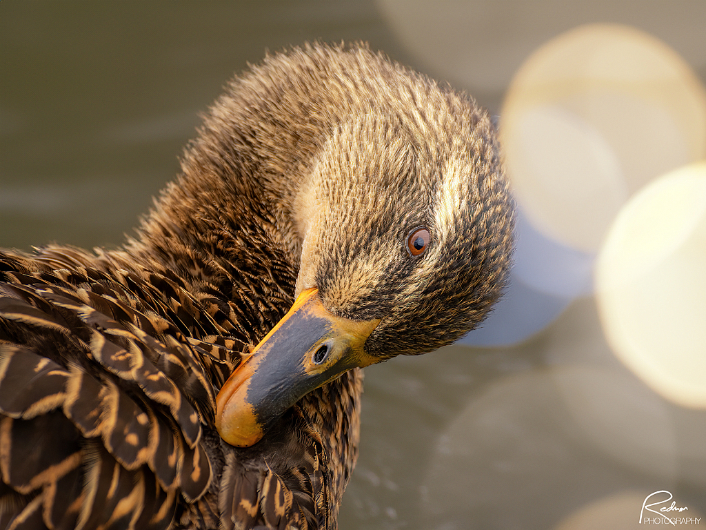 Mallard In Early Morning Light