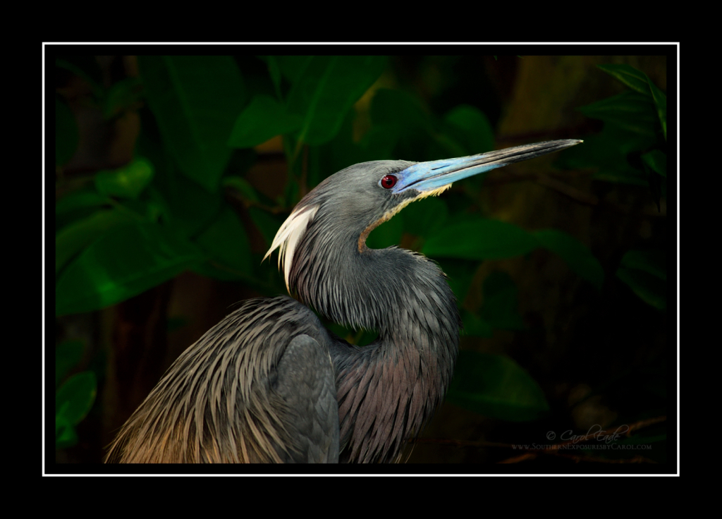 Tricolor Heron - ID: 16111112 © Carol Eade