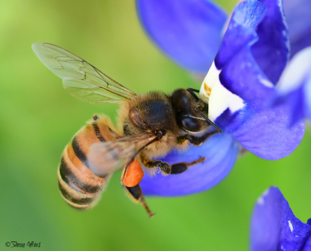 Bee on Bluebonnet