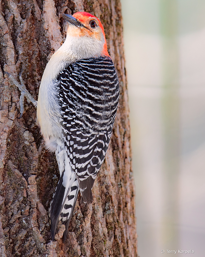 Red-bellied Woodpecker - ID: 16111168 © Terry Korpela