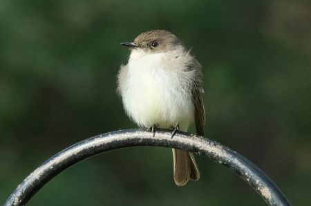 Eastern Phoebe