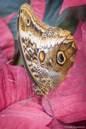 Brown Owl Butterfly