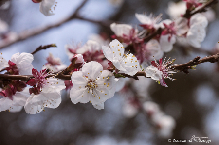 Spring is here