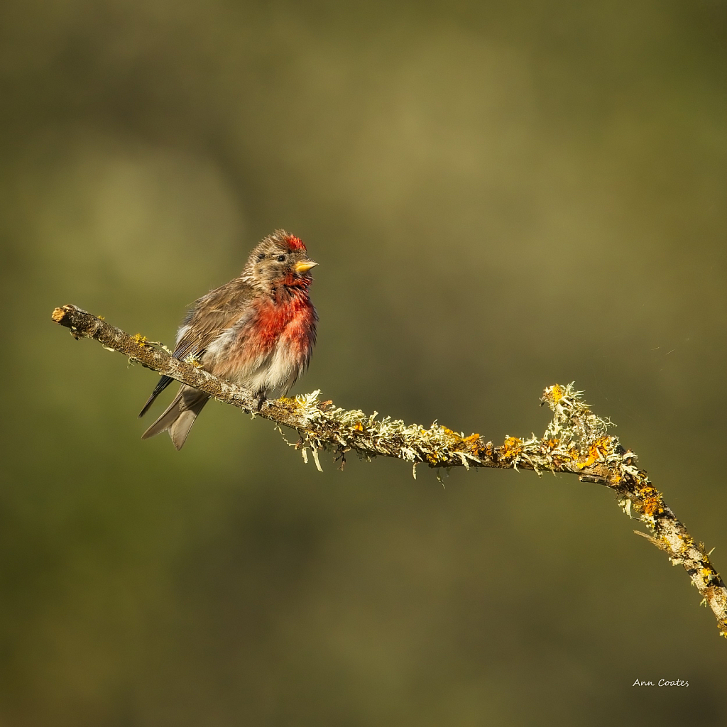 Beauty on a stick