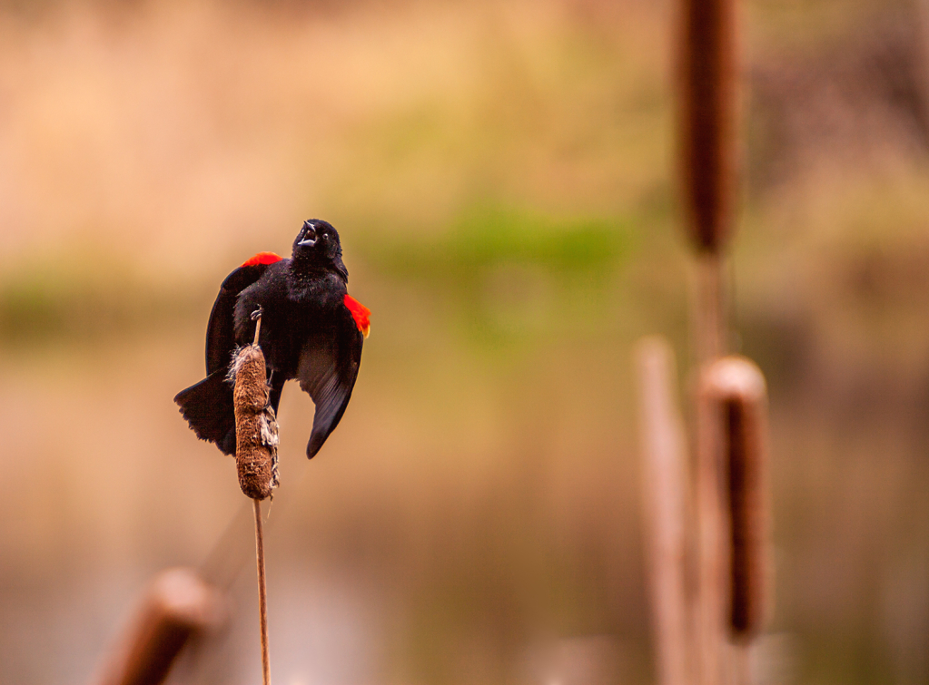 Redwing Blackbird - ID: 16111193 © william (. Dodge
