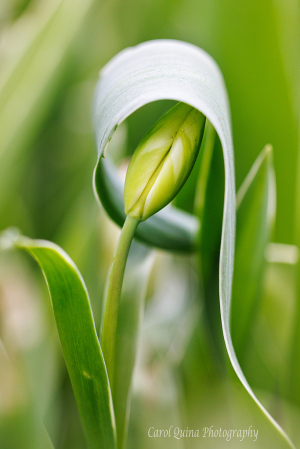 Sheltered