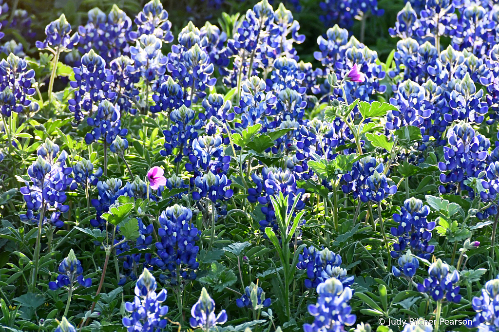 the 'bonny' bluebonnets are back.....