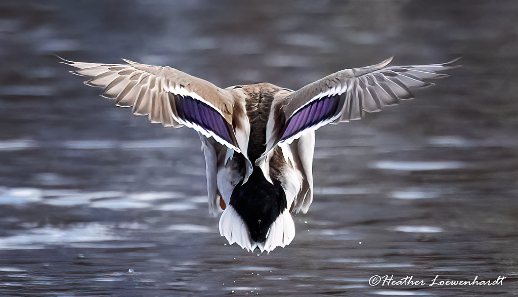 Head Down Wings Up