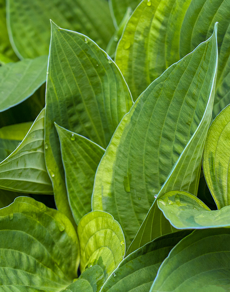 Hosta