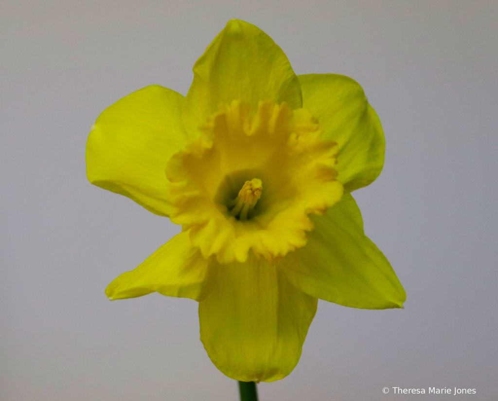  Yellow Daffodil - ID: 16111286 © Theresa Marie Jones