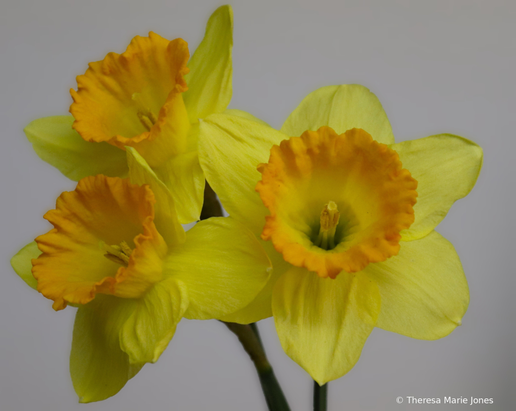 Three Daffodils - ID: 16111287 © Theresa Marie Jones