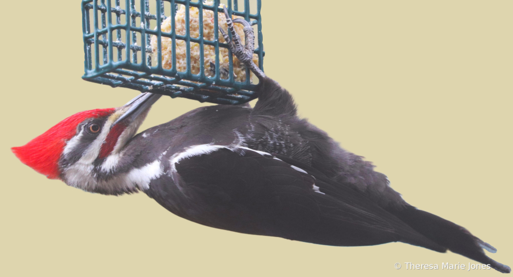 Pilated Male Woodpecker - ID: 16111293 © Theresa Marie Jones