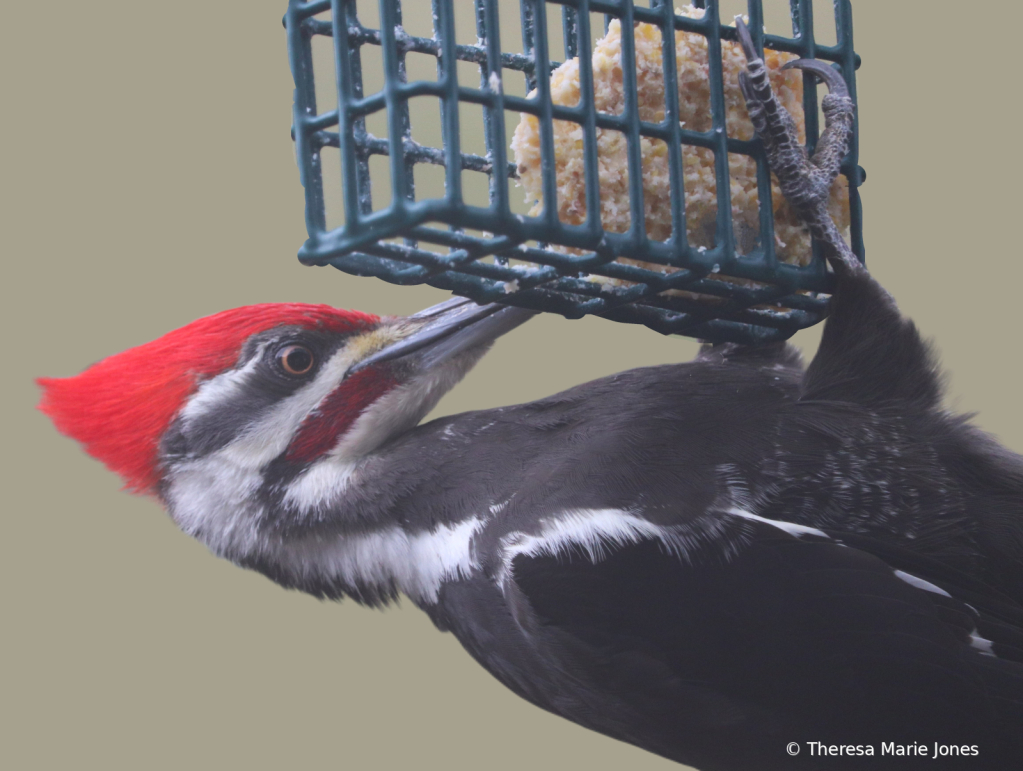 Male Pilated Woodpecker - ID: 16111294 © Theresa Marie Jones