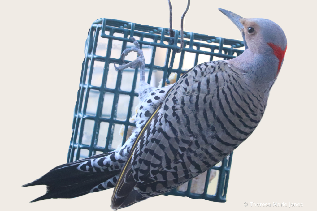 Northern Flicker Woodpecker - ID: 16111296 © Theresa Marie Jones