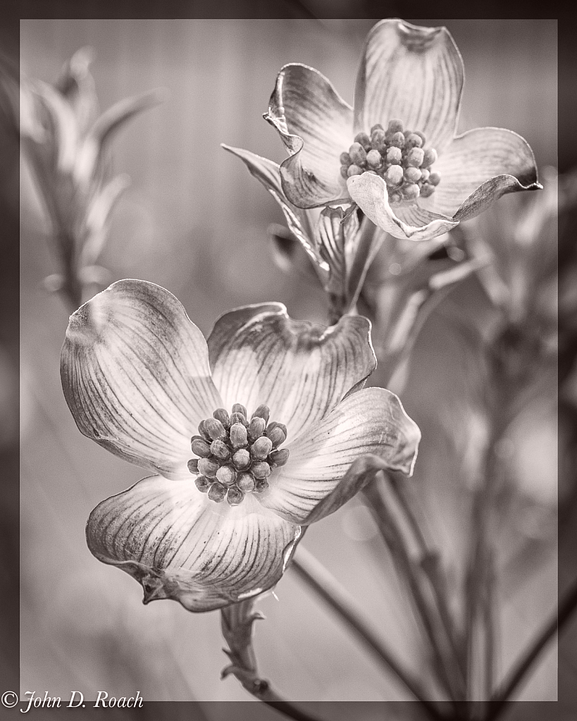 Dogwood in Monochrome