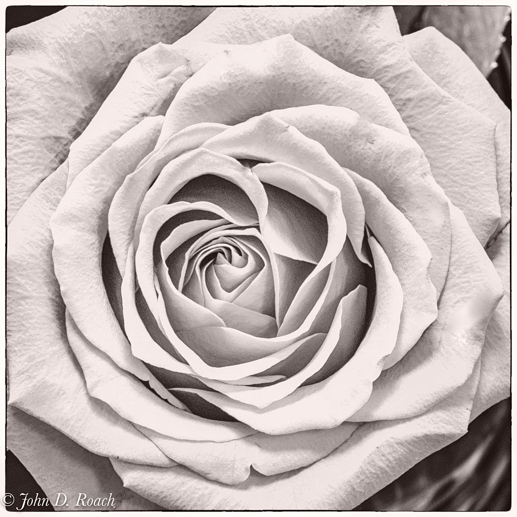 Monochrome Rose