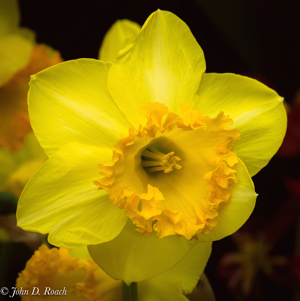 Elegant Daffodil