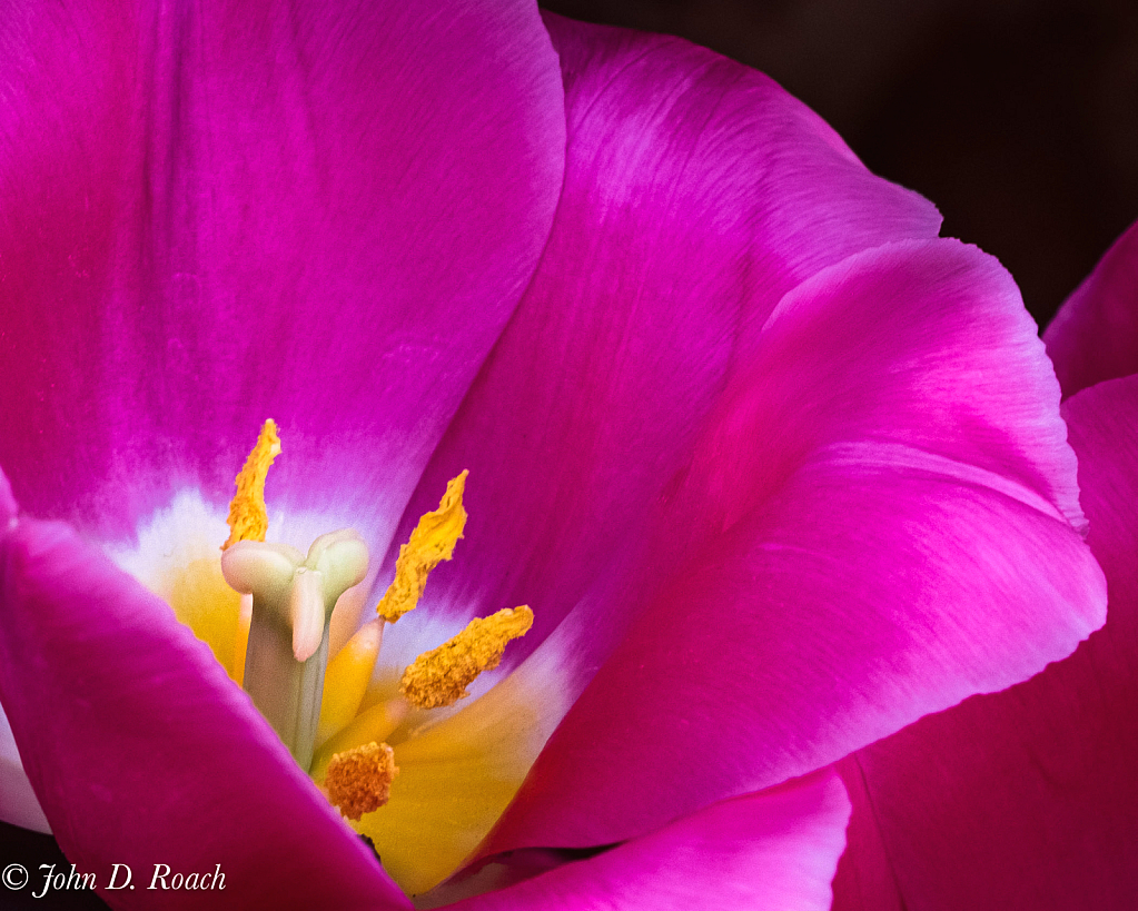 Intimate Tulip - ID: 16111370 © John D. Roach