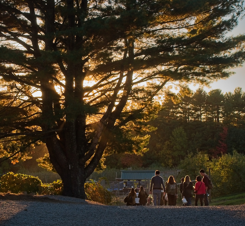 Day's end at the orchard