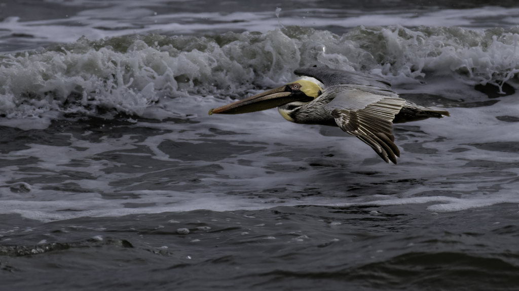 catching the air currents