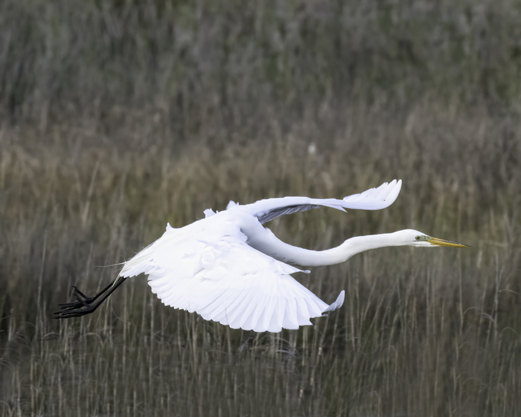 egret in flight