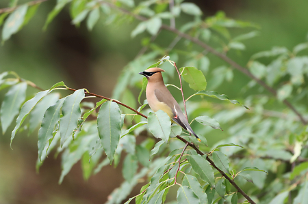 Cedar Waxwing