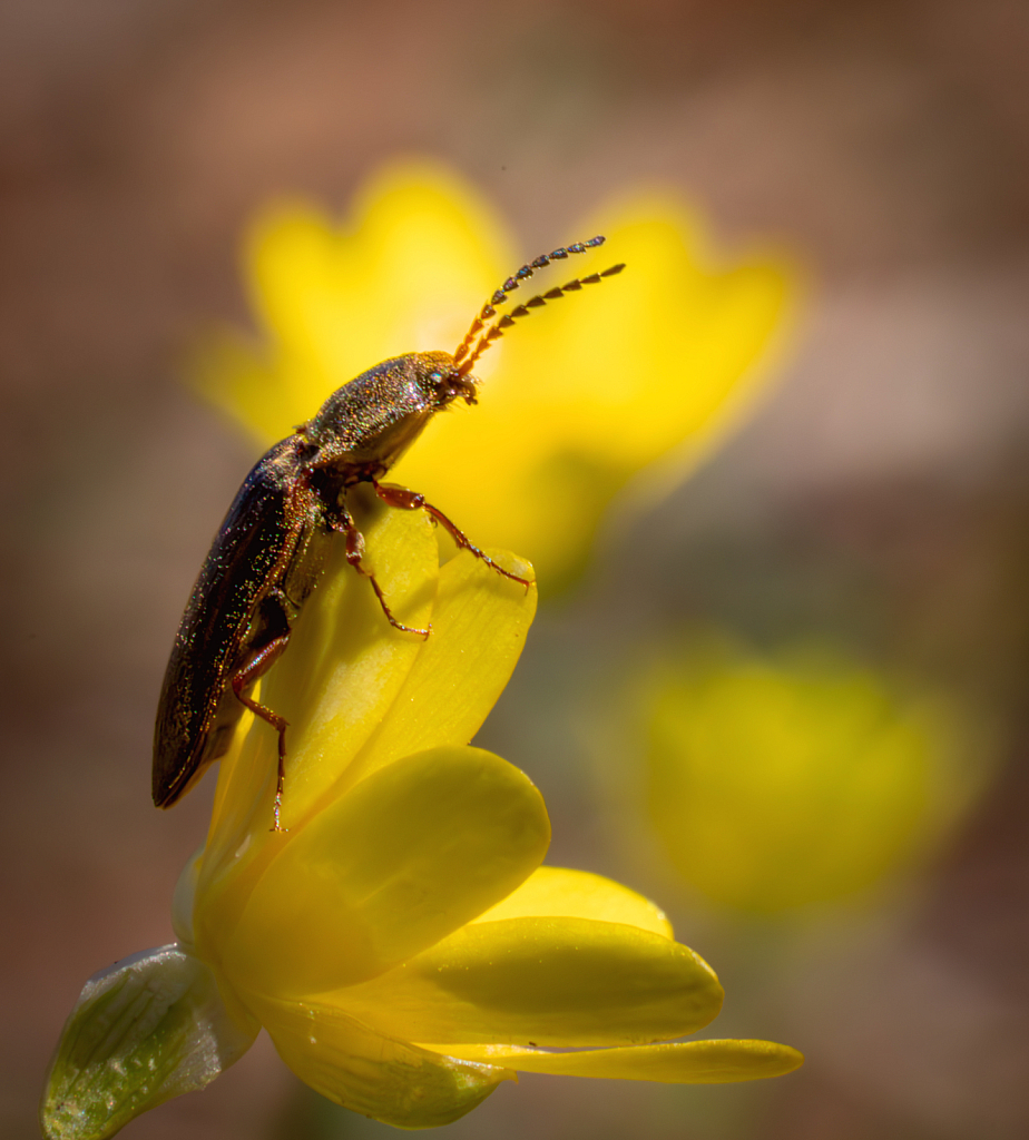 Beetle on a Buttercup