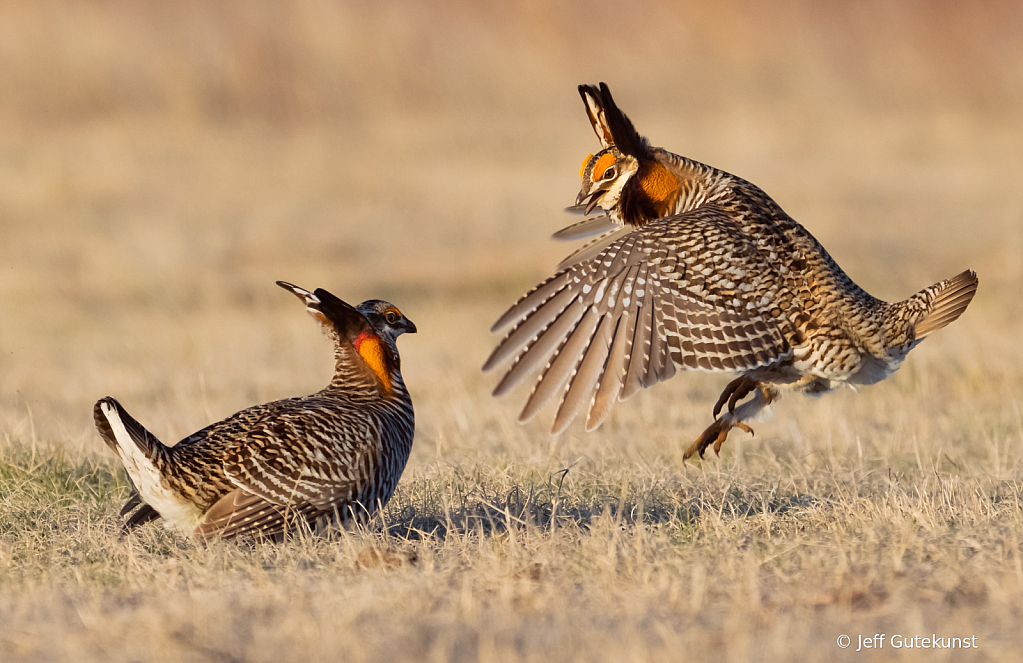 Greater Prairie Chicken Fight