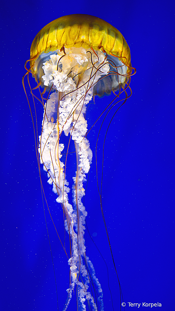 Pacific Sea Nettle - ID: 16111395 © Terry Korpela