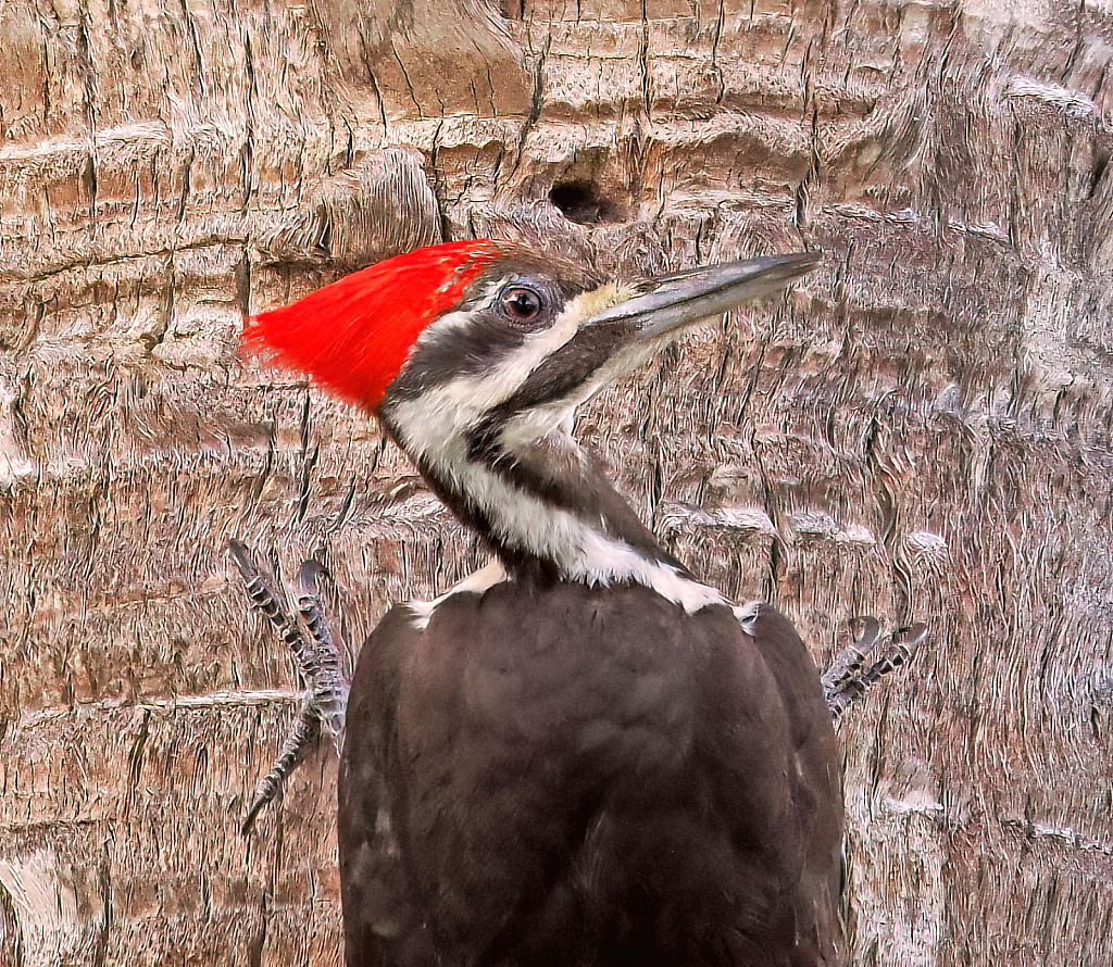 Pileated Portrait