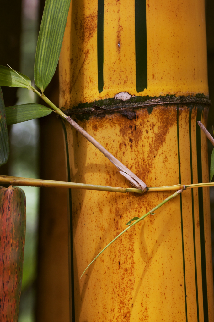 Bamboo Beauty