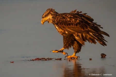 Eagle On Ice