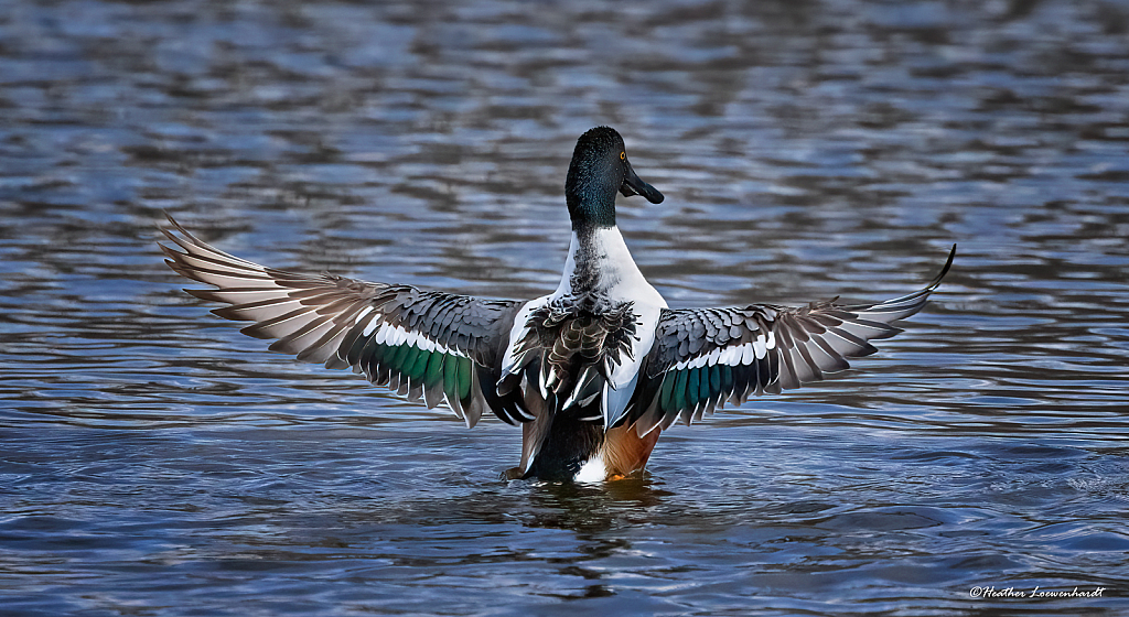 Northern Shoveler on Display