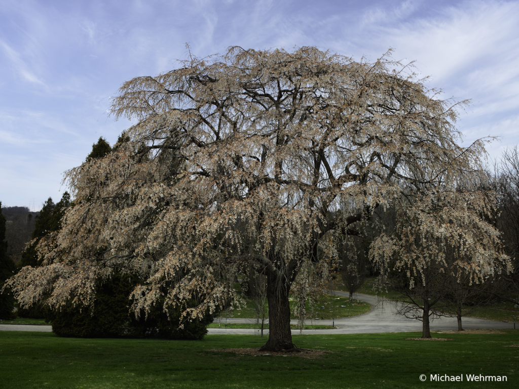 Weeping Cherry Tree - ID: 16111646 © Michael Wehrman