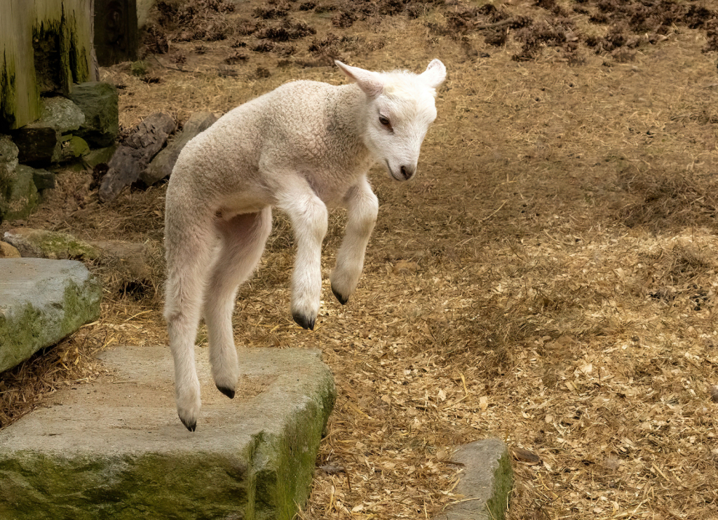 Jump for Joy