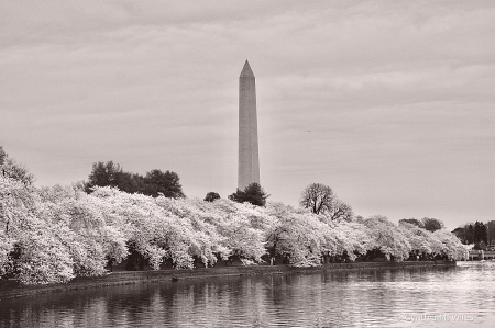 D.C. Cherry Blossoms 