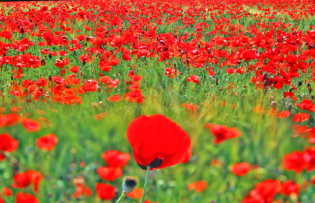 Poppy Festival.