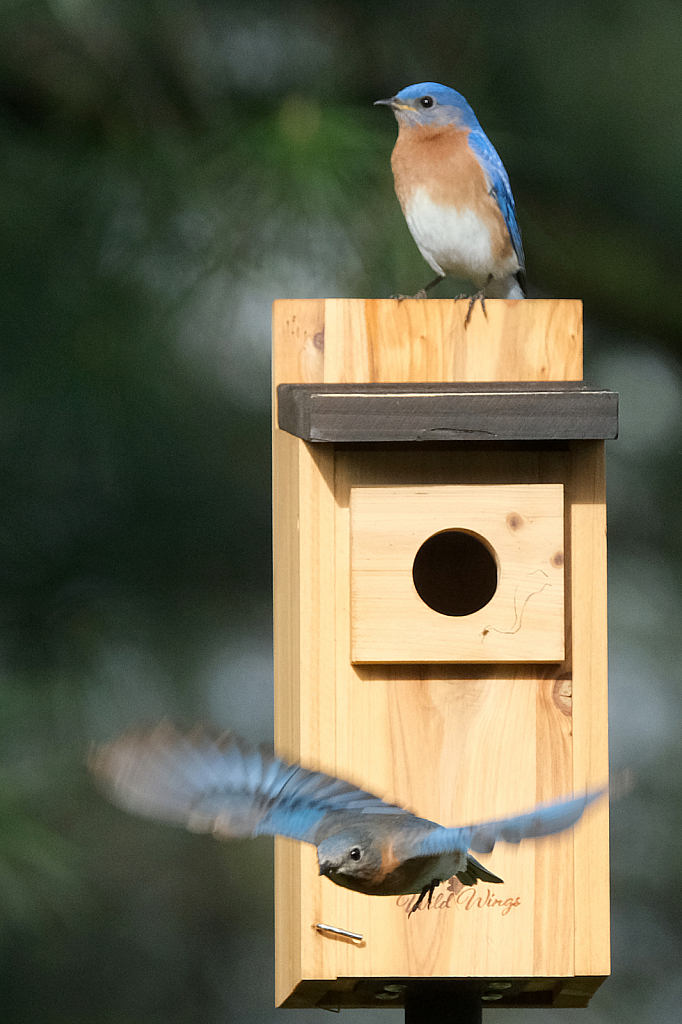 Bluebird Pair