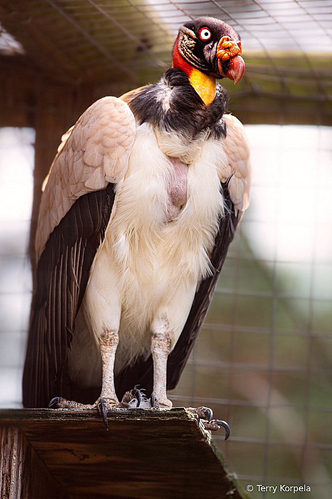 King Vulture - ID: 16111840 © Terry Korpela