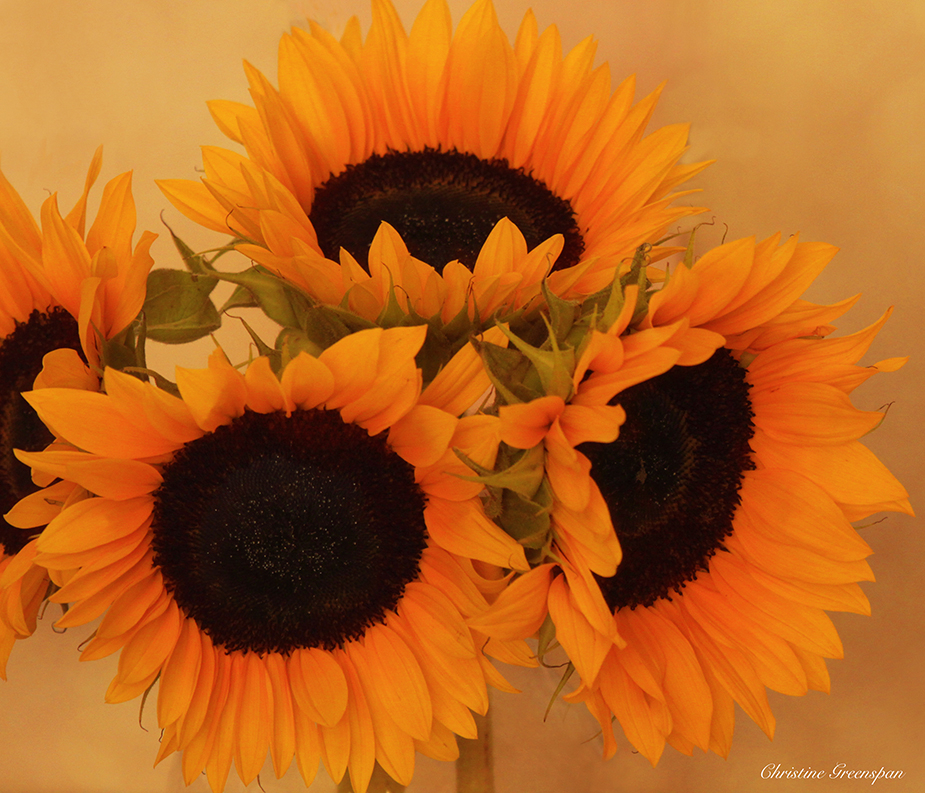 Sunflowers