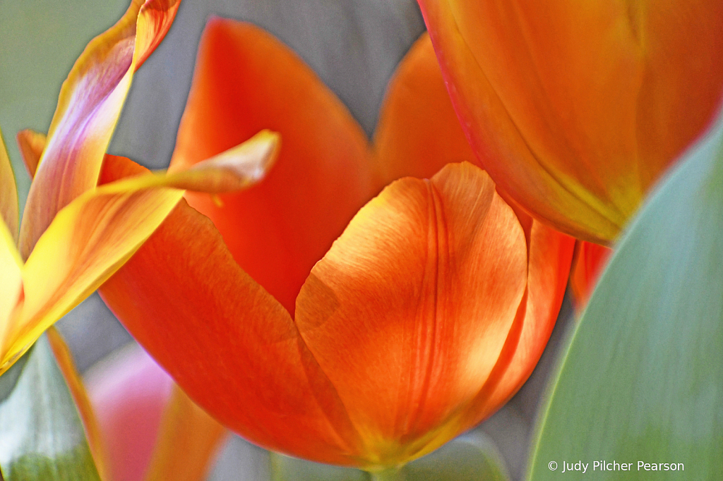 tulip time....