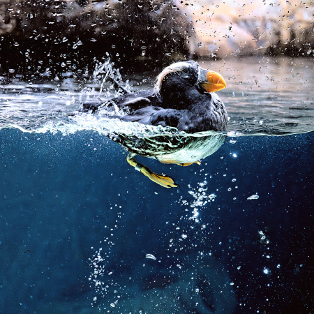 Morning Swim