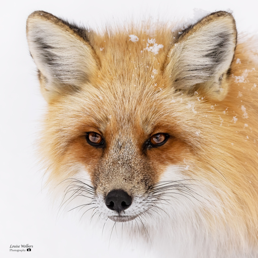 Red Fox - ID: 16111948 © Louise Wolbers