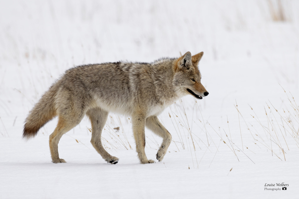 Coyote - ID: 16111949 © Louise Wolbers